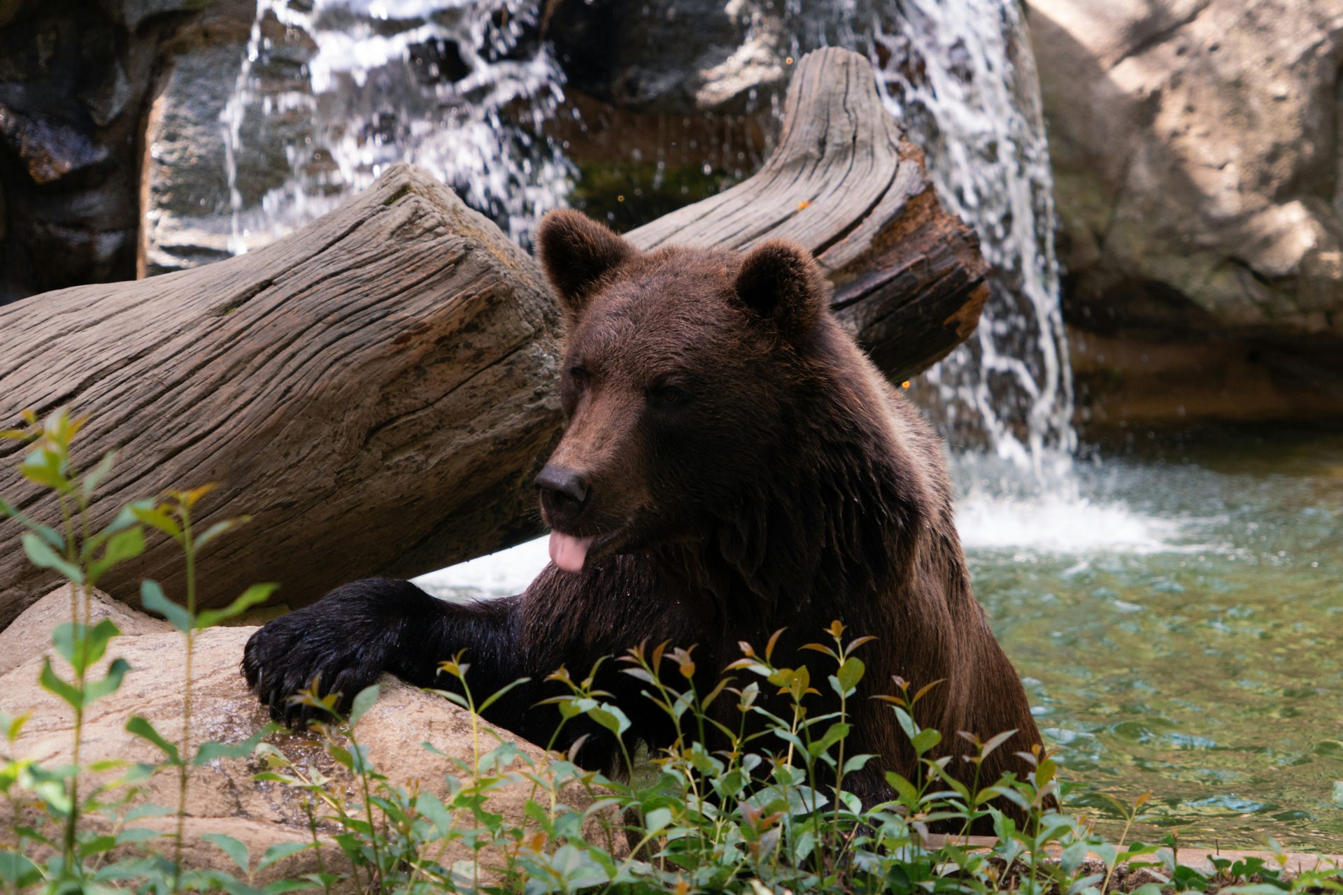 Brown bears fishing a salmon run