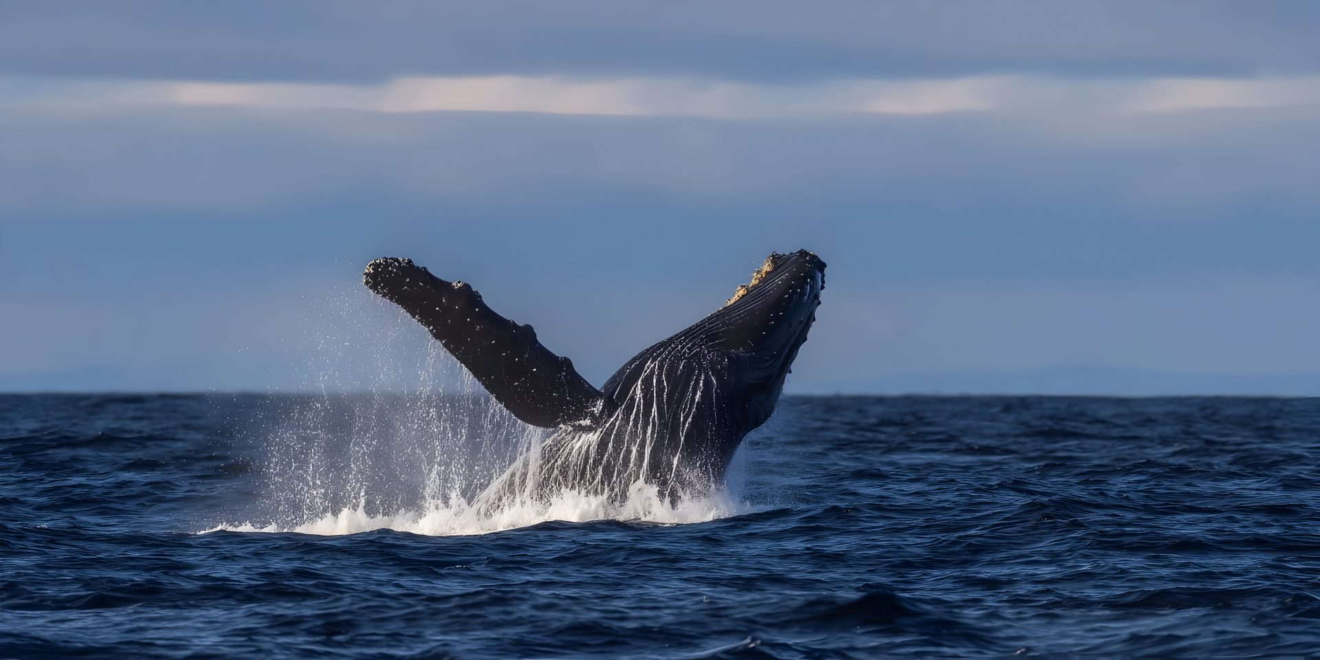 A humpback whale breaching